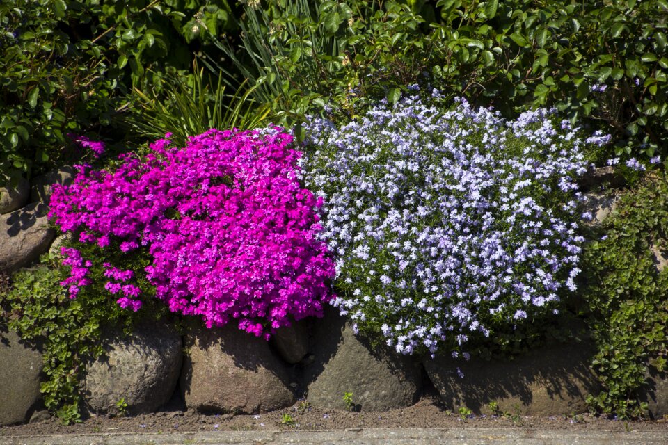 Bloom plant garden
