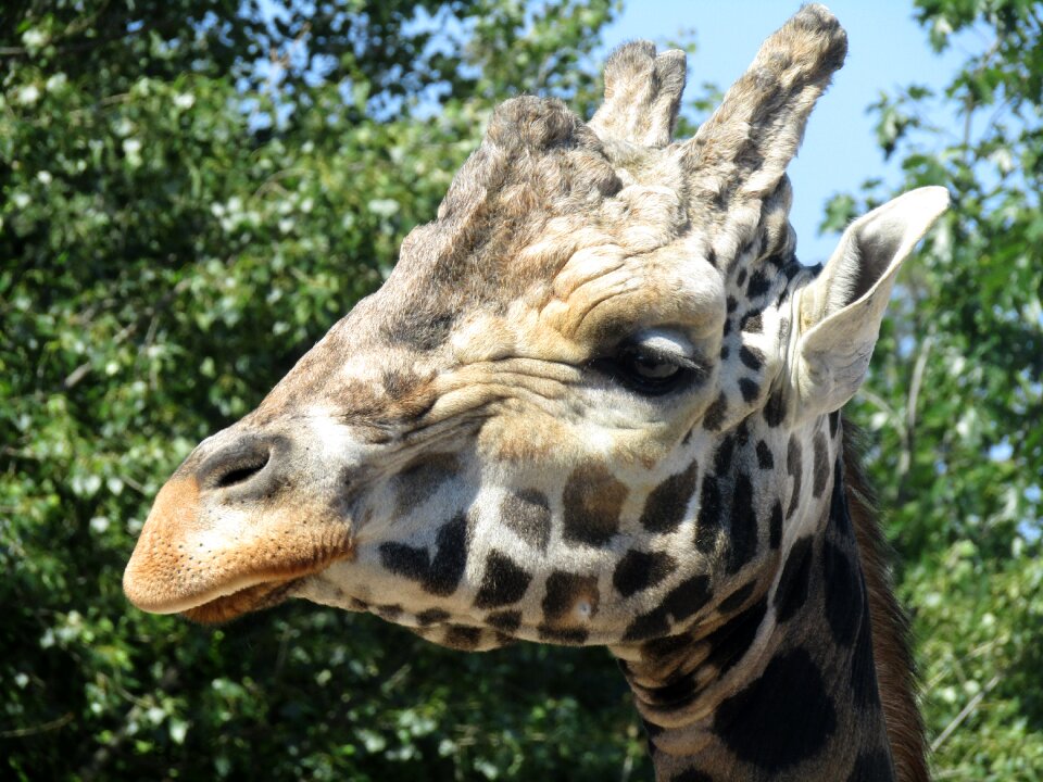 Africa the prague zoo fauna