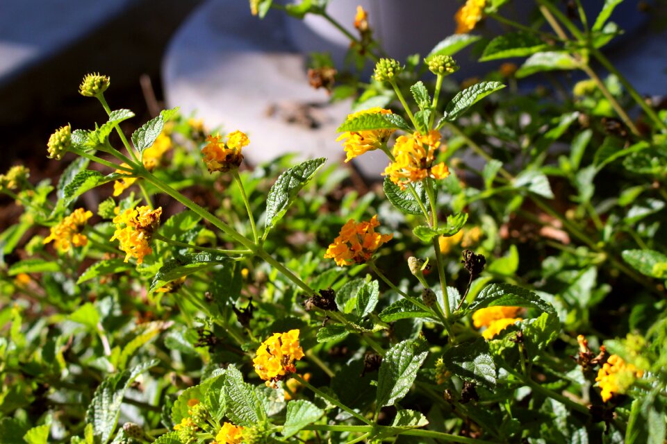 Floral summer nature