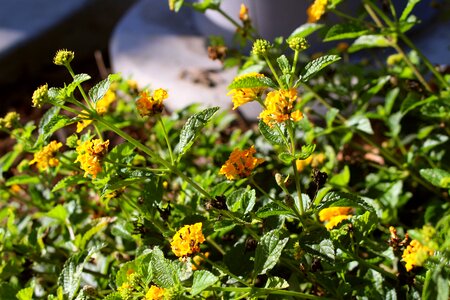 Floral summer nature photo