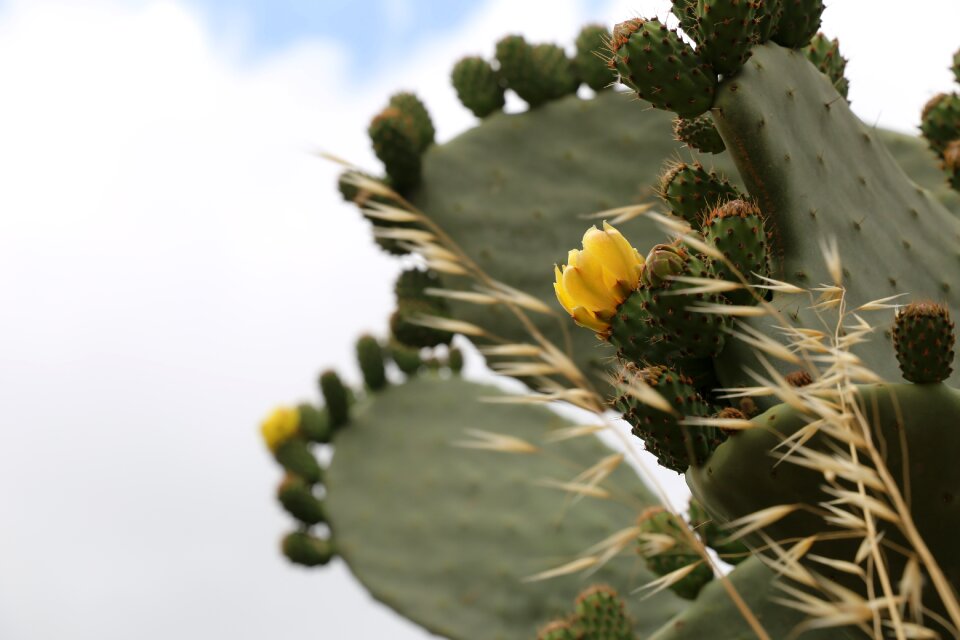 Plant blooming blooms