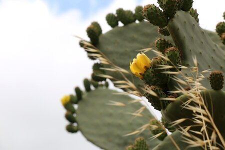 Plant blooming blooms