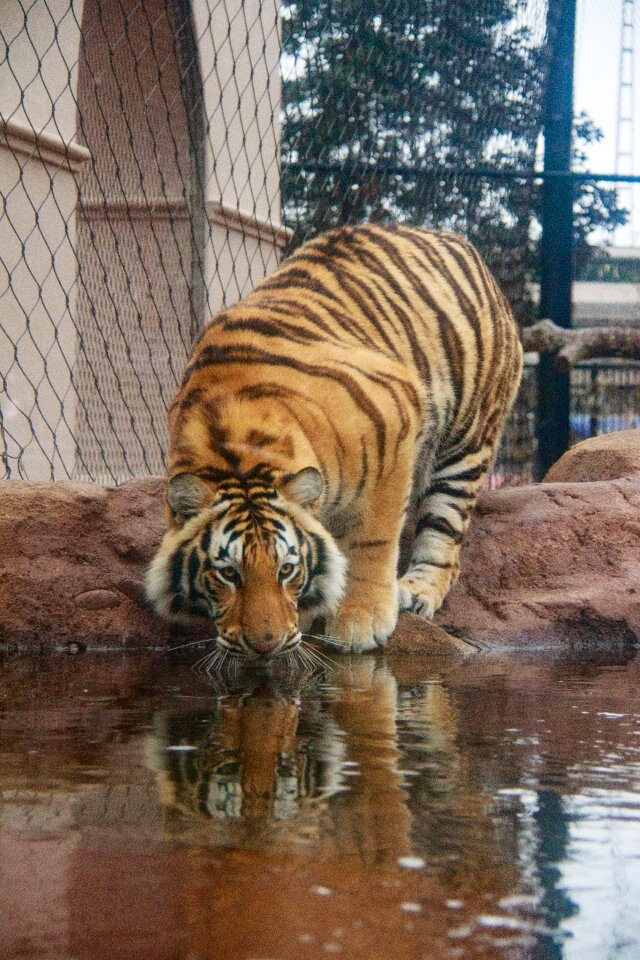 Siberian bengal brown tiger