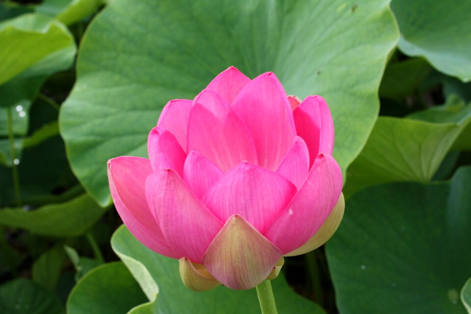 Lotus flower eight months available at the foot of the Free photos