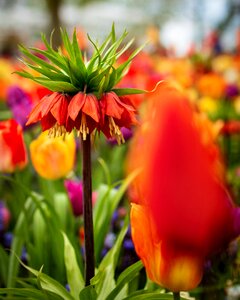 Flowers plant garden