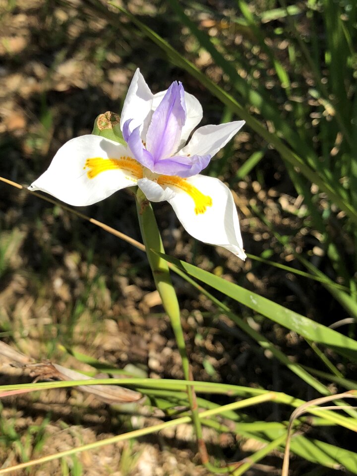 Floral bush bloom