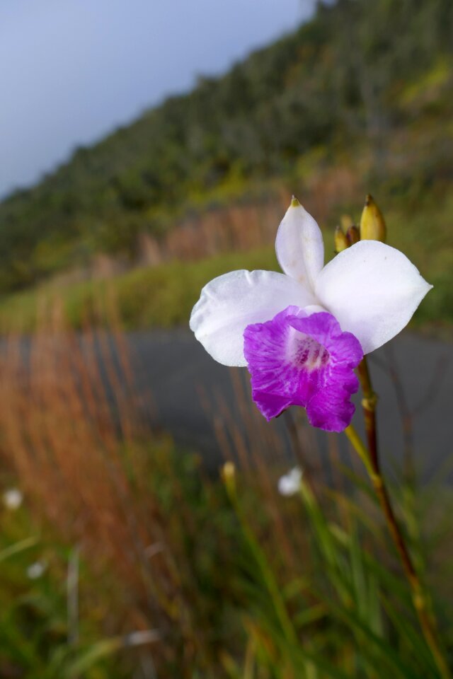 Exotic botanical plant