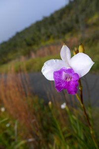 Exotic botanical plant