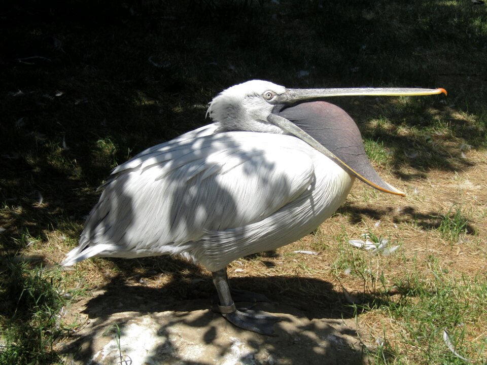 Feather waterfowl water bird