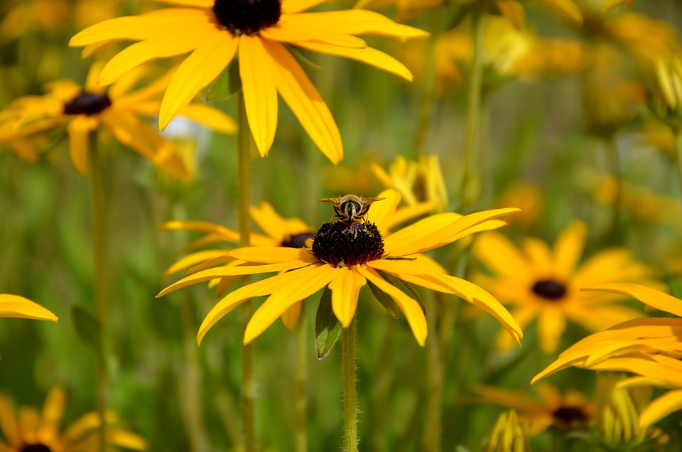 Bloom insect garden garden flowers