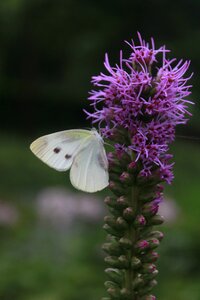 Insects plants wildflower