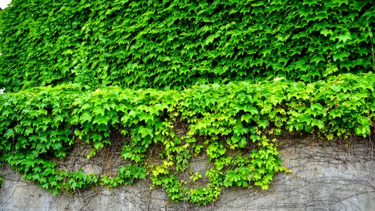 Plants stem wall