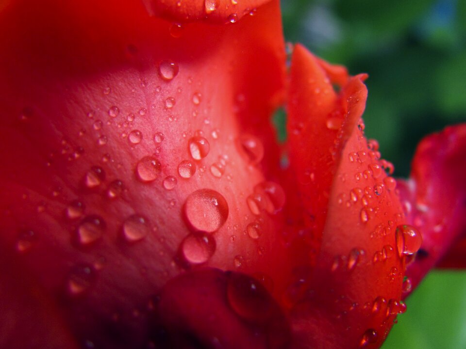 Summer nature beautiful