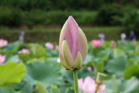 Lotus flower eight months available at the foot of the Free photos