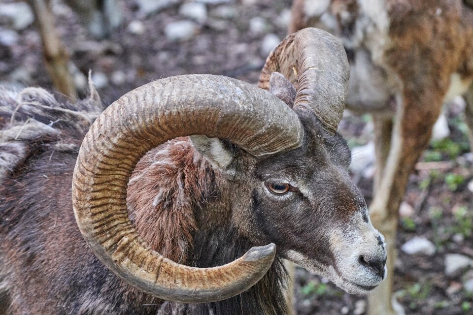 Alpine mountains ibex