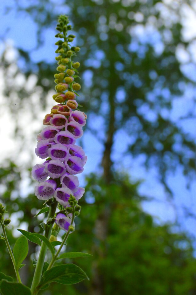 Spring plant flowers photo