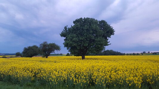 Tree nature clouded sky