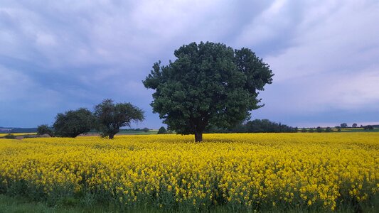 Tree nature clouded sky photo