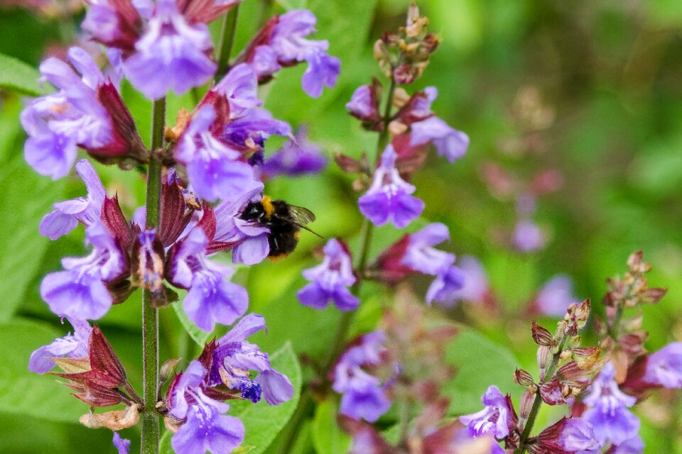 Bloom nature garden photo