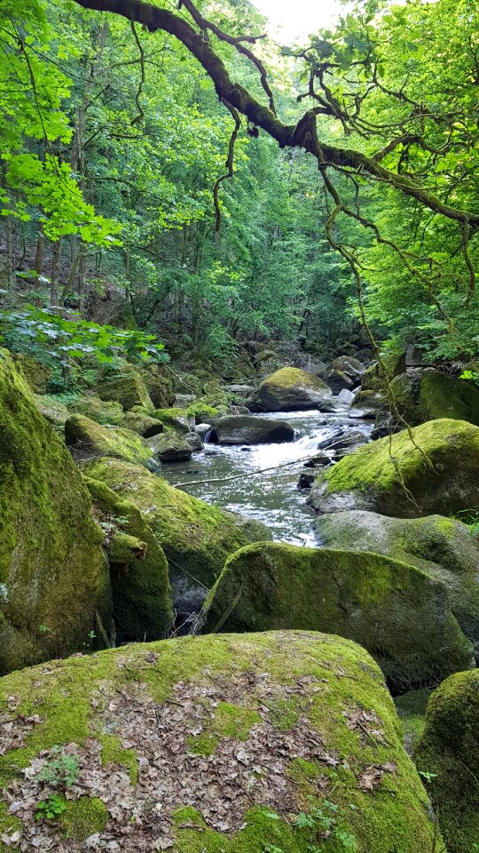 Moss landscape waters photo