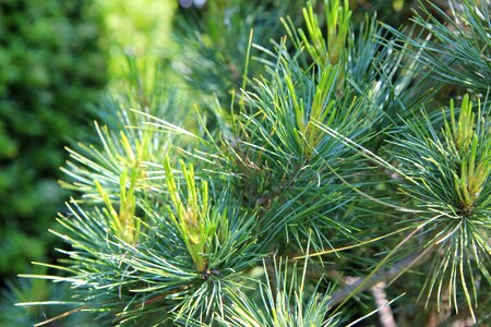 Maritime pine pinewood conifer