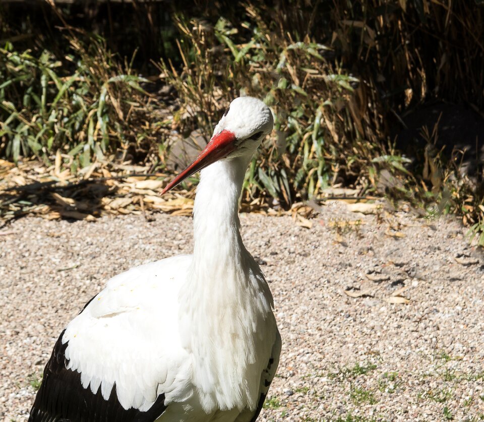 Stork bird animal