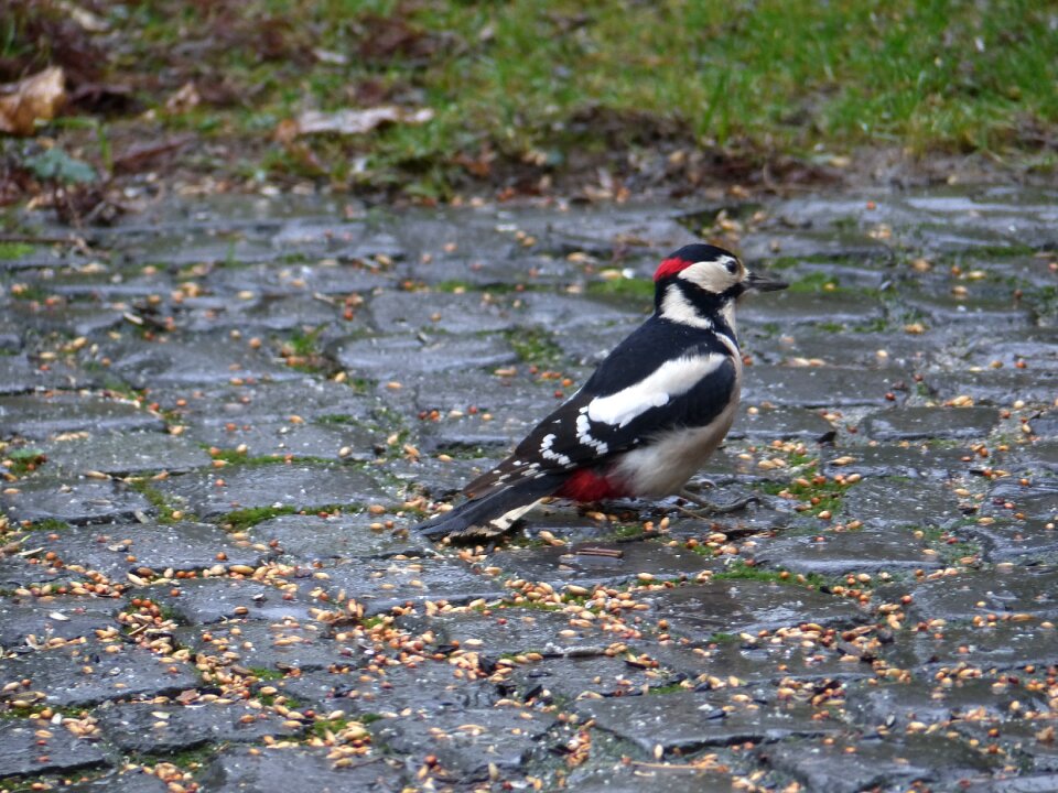 Garden foraging forest bird