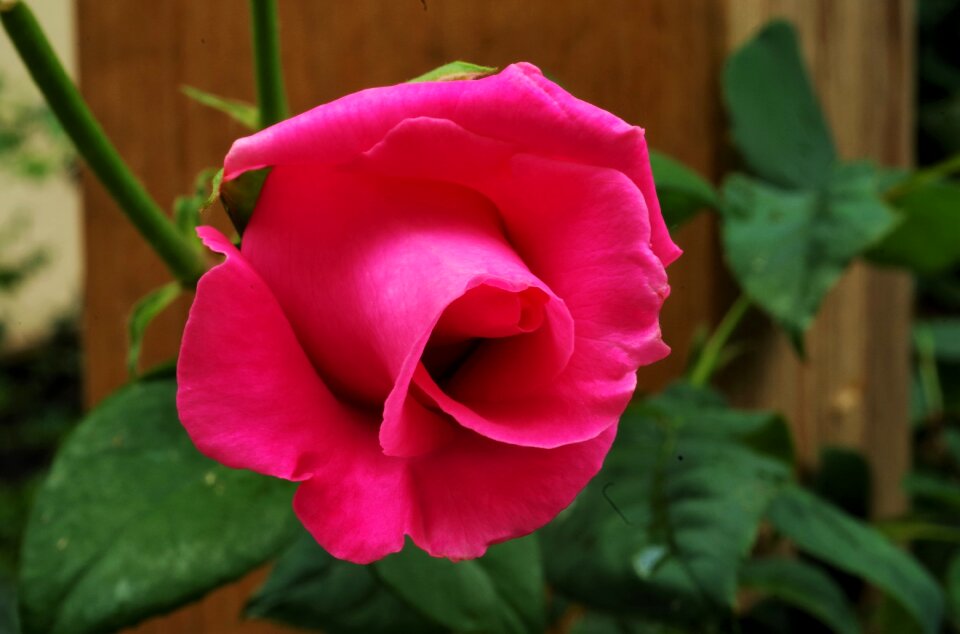 Flower rosa rose