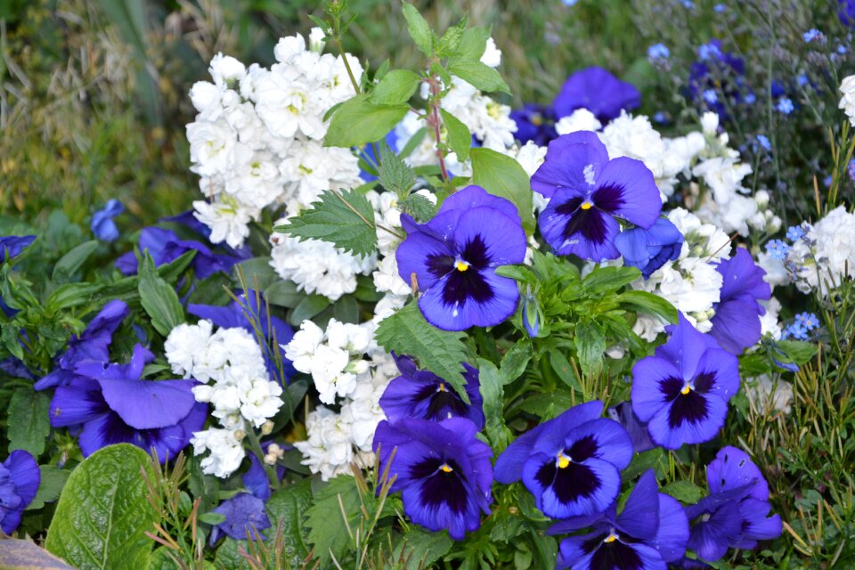 Nature flowering blue colors