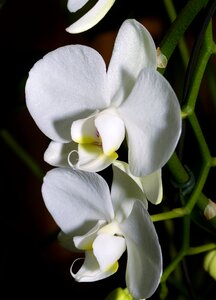 Blossom bloom butterfly orchid photo