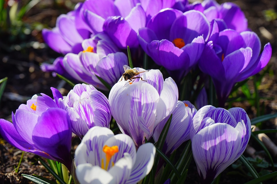 Striped flower spring