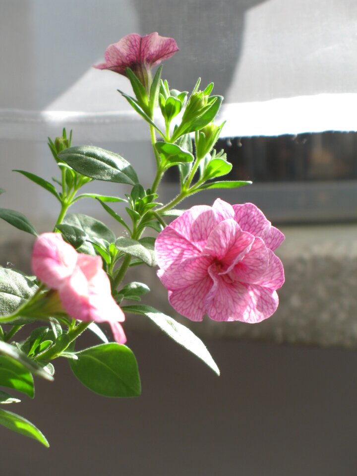 Flourishing nature plant