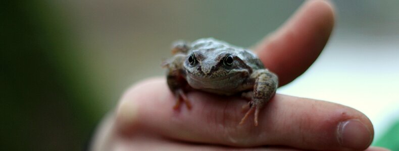 The frog a toad Free photos photo