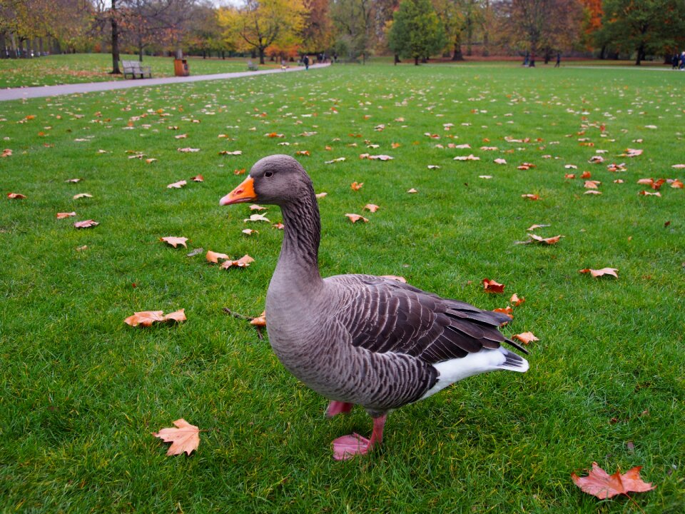 Bird poultry migratory bird