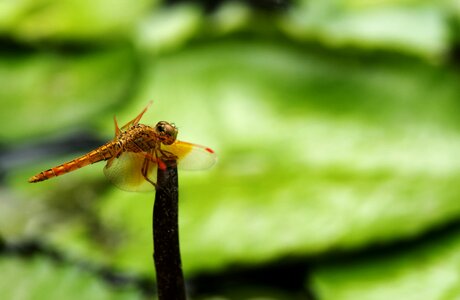 Dragonfly the park natural