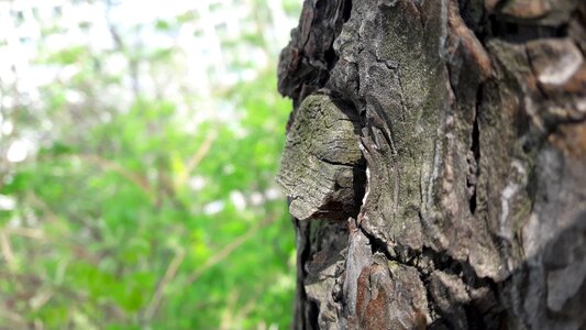 Nature mountain bark