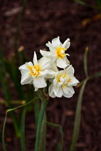 Spring narcissus photo