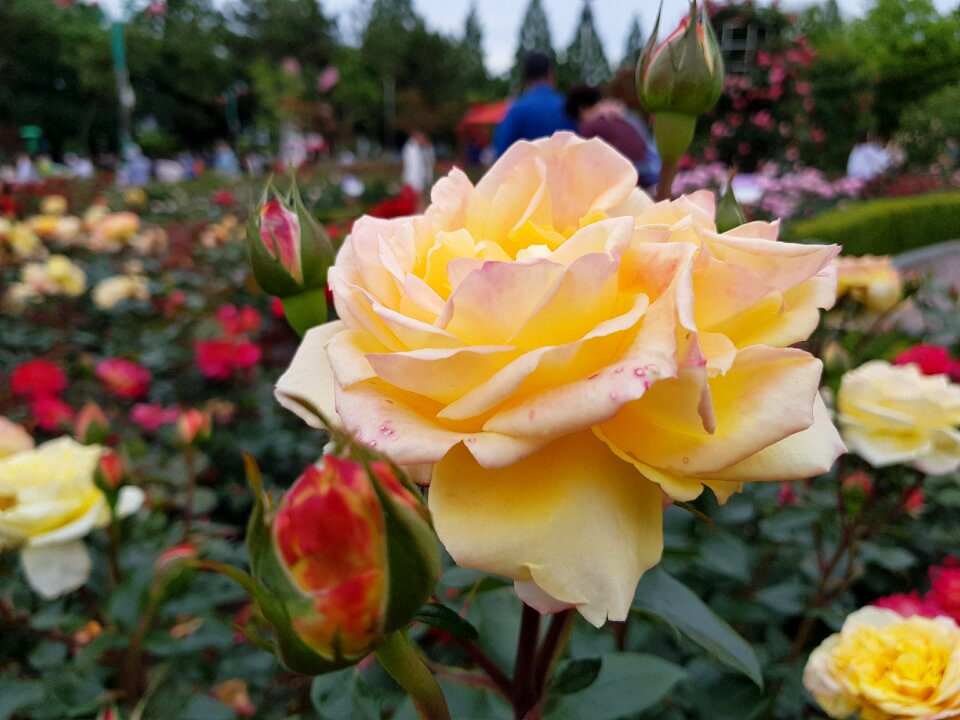 Park korea