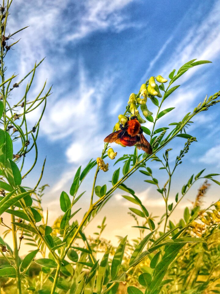 Bee blue sky grass