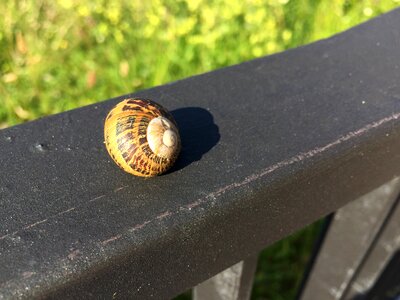 Prado shell nature