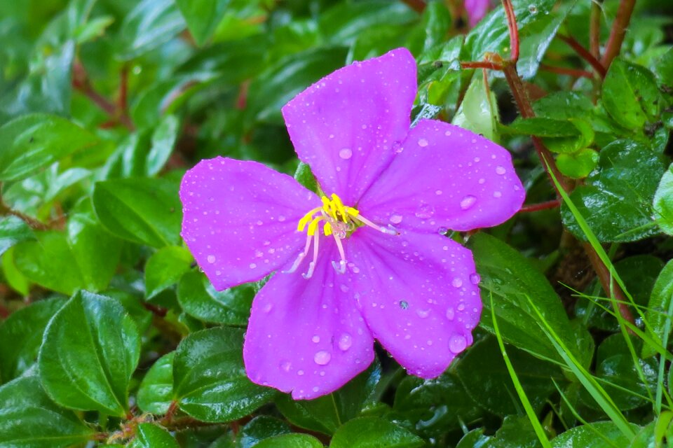 Flowers purple wild flowers