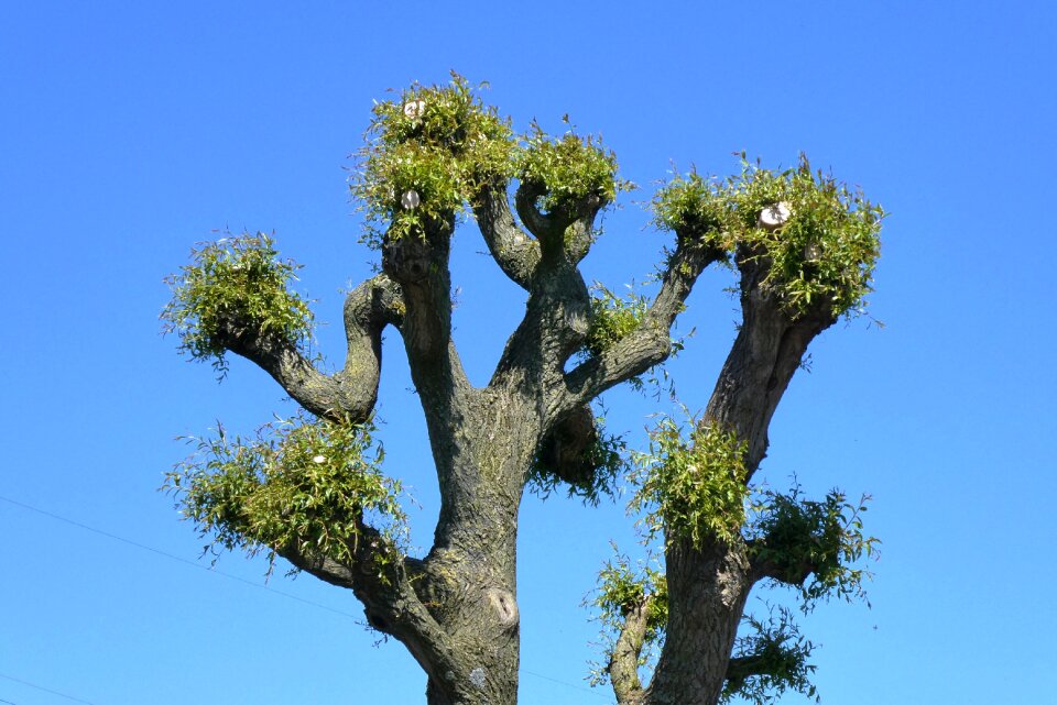 Nature tree spring