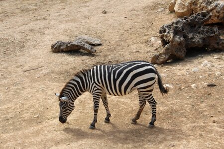 The biblical zoo animals