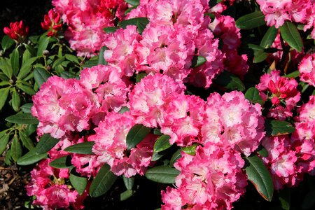 Pink rhododendron spring bloom photo