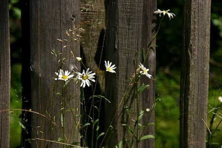 White flowers flowers of the field summer photo