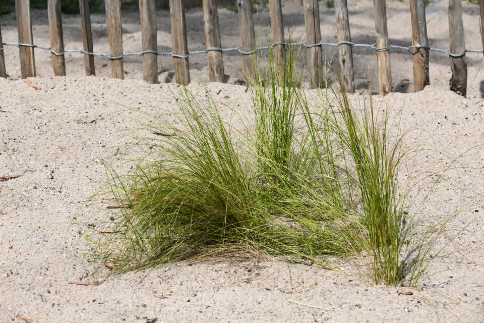 Dune north sea nature