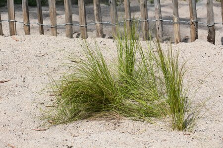 Dune north sea nature