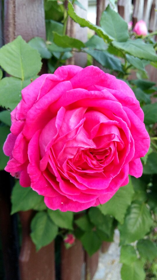Rosa fuchsia pink
