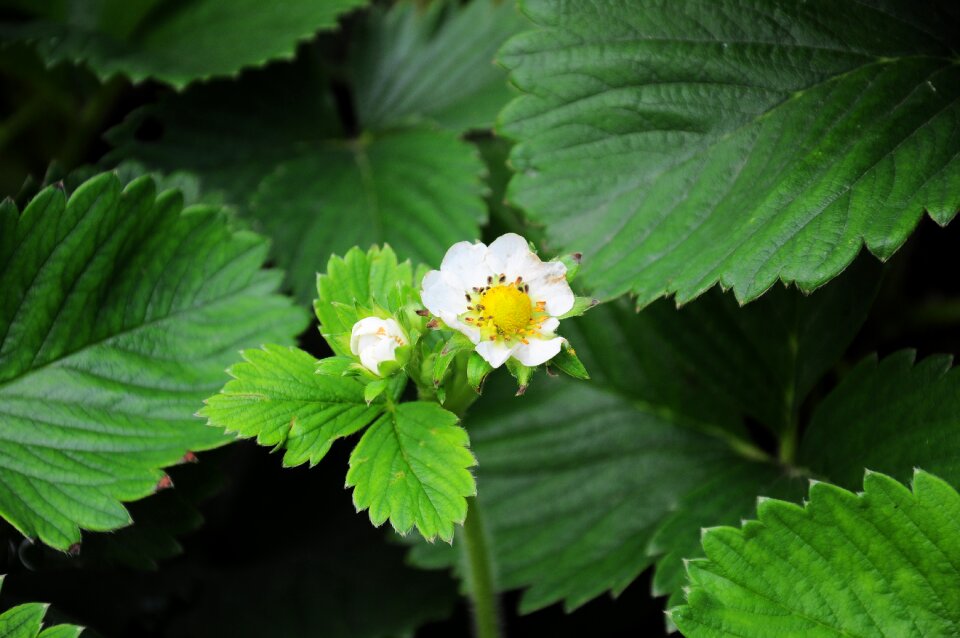 Fruit fruit garden flower
