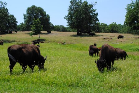 Tall grass landscape bison photo